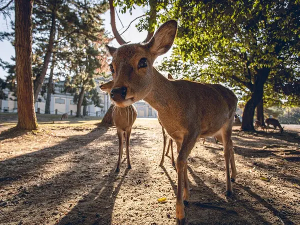 Un cervo nel parco di Nara