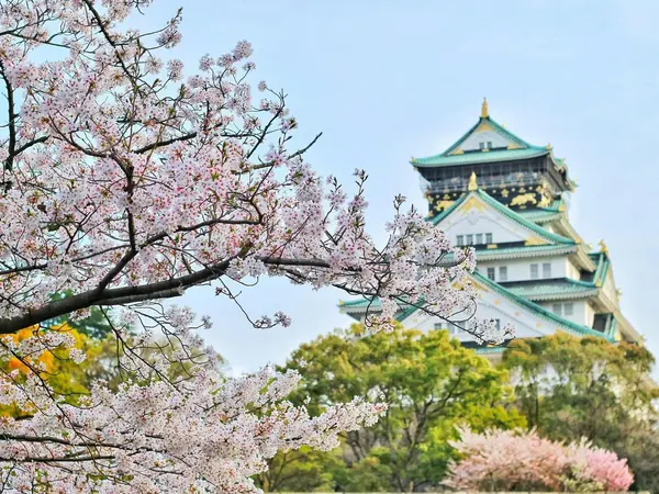 Il castello di Osaka dietro i ciliegi in fiore